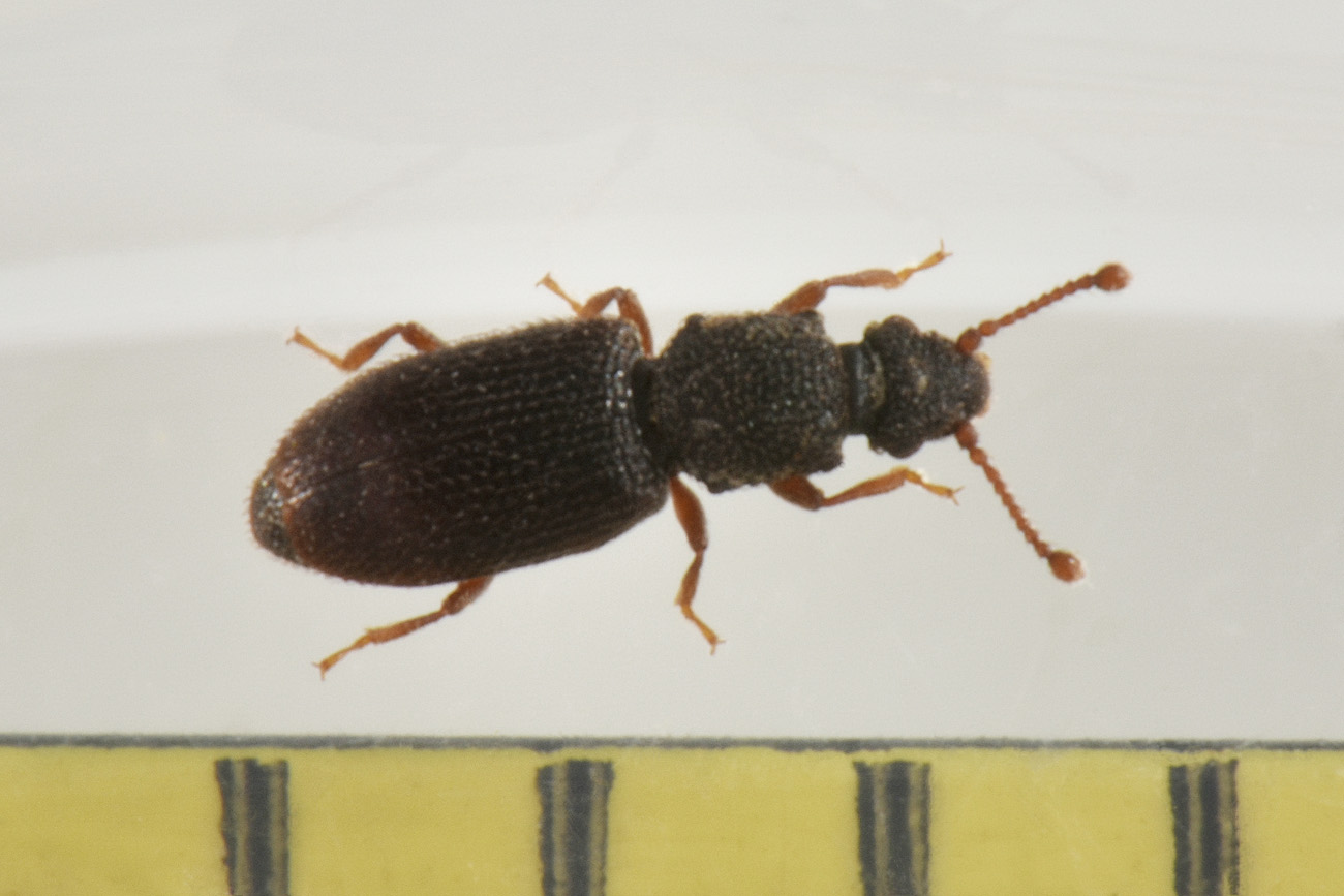 Monotomidae: Monotoma brevicollis